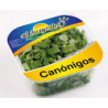 Canónigo