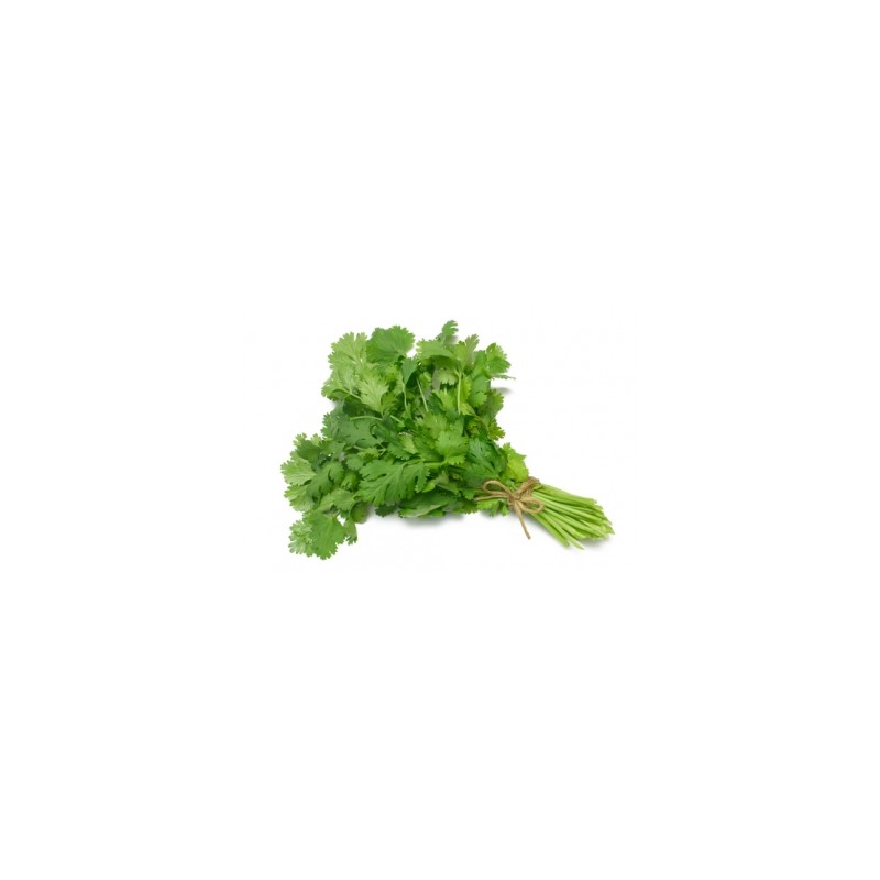 Cilantro