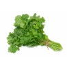 Cilantro