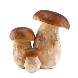 boletus cultivados  MEDIO kg