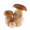 boletus cultivados  MEDIO kg