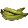 Platano Macho