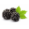 Moras